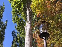 -大兴滨河森林公园