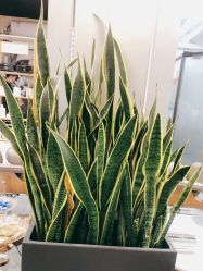 -FUTURE HN男士发型风格设计