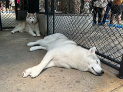 -TrueLove @ Neverland (Husky Cafe)