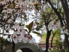 -西安青龙寺遗址景区