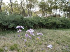 -大兴滨河森林公园