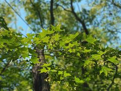 -上海共青森林公园