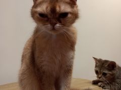 -楼上猫咖(罗湖店)