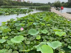 -前关湿地公园