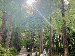 -上海滨江森林公园