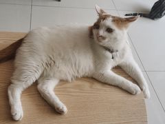 -平行世界·猫咖(首经贸店)