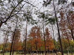 -映月湖公园