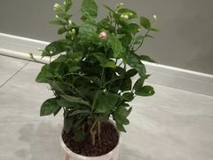 -迈格笙SPA·影院式足道·采耳(金桥店)