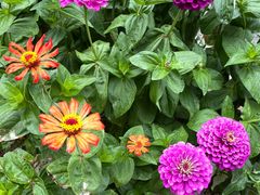 -长白山万达喜来登度假酒店