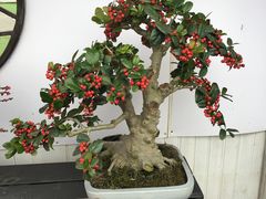 -香雪海