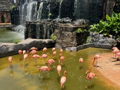 -海南热带野生动植物园