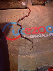 -酷嗒动物文化乐园(cutezoo西溪乐天城店)