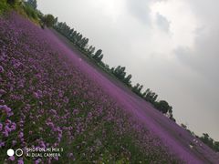 -紫颐香薰山谷景区