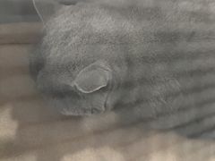 -瑞派蒂凯宠物医院·免疫点·宠保定点