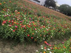 -田园东方蜜桃村的田野营地