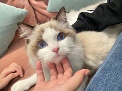 -袖虎·猫馆(体育西路店)