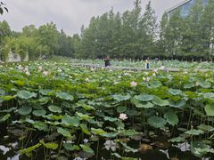 -金银湖国家城市湿地公园