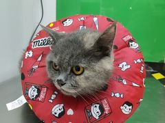 -瑞派动物医院·猫专科·至诚(江南中分院)