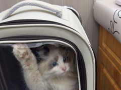 -佑安动物医院·全科·内窥镜中心(幸福巷店)