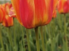 -石家庄市植物园