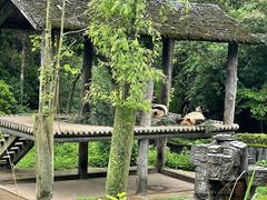 -中国大熊猫保护研究中心雅安碧峰峡基地