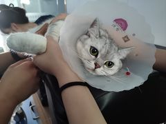 -天使宠物医院·犬猫分诊(彩虹店)