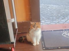 -猫岛主趣味餐厅(鼓浪屿店)