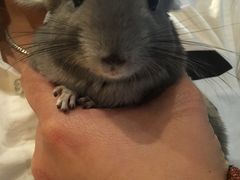 -藦茜花园宠物主题亲子互动体验馆(国顺东路店)