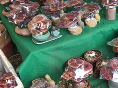 -龙大花卉苗木市场