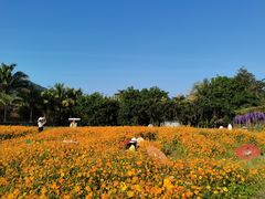 -亚龙湾国际玫瑰谷