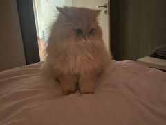 -欣宠猫屋·矮脚拿破仑·蓝金金渐层