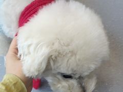 -宠物星动物医院·眼科·异宠·猫科(江南大道总院)