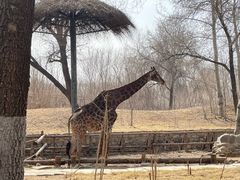 -北京野生动物园