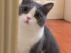 -东方名猫馆·英短金渐层布偶猫舍(环线广场1号楼店)