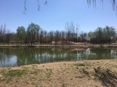 -大兴滨河森林公园