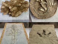 -西峡恐龙遗迹园