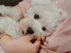 -翊宠yipet猫狗购宠庄园