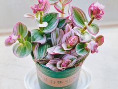 -双季花艺园艺市场(浦东店)