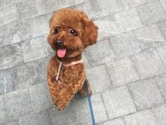 -PETKIT小佩宠物(古北店)