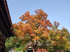 -香山公园