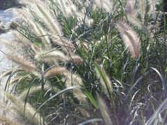 -首开·常青藤二期