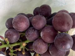 -马陆小张葡萄园农家乐