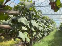 -马陆小张葡萄园农家乐