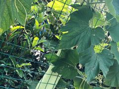 -上海滴水湖皇冠假日酒店