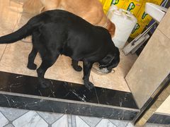 -牛华八婆麻辣烫(起源店)