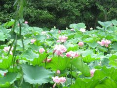 -陈家山荷花公园