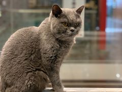 -猫小院猫主题餐厅(三里屯店)