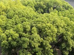 -杭州半山国家森林公园