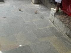 -袁家豆腐