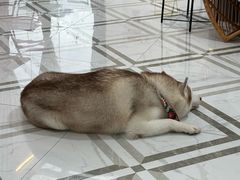 -星多哈·狗咖·拼豆·咖啡